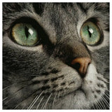 Emerald Eyes Cat Portrait Cross Stitch Kit 🐱💚✨