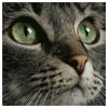 Emerald Eyes Cat Portrait Cross Stitch Kit 🐱💚✨